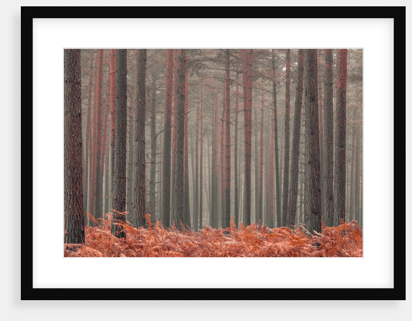 Misty Forest by Assaf Frank